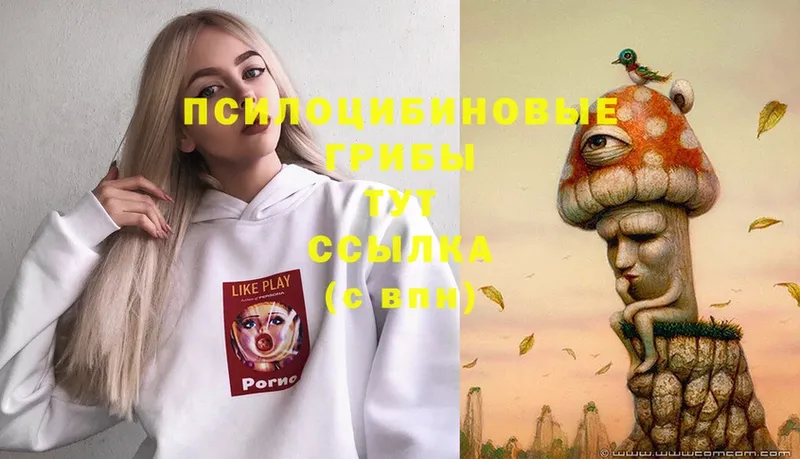 закладка  Порхов  Галлюциногенные грибы Psilocybe 